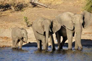 Скільки води може тримати слона в своїй рисі? Скільки води може тримати слона в своїй рисі?